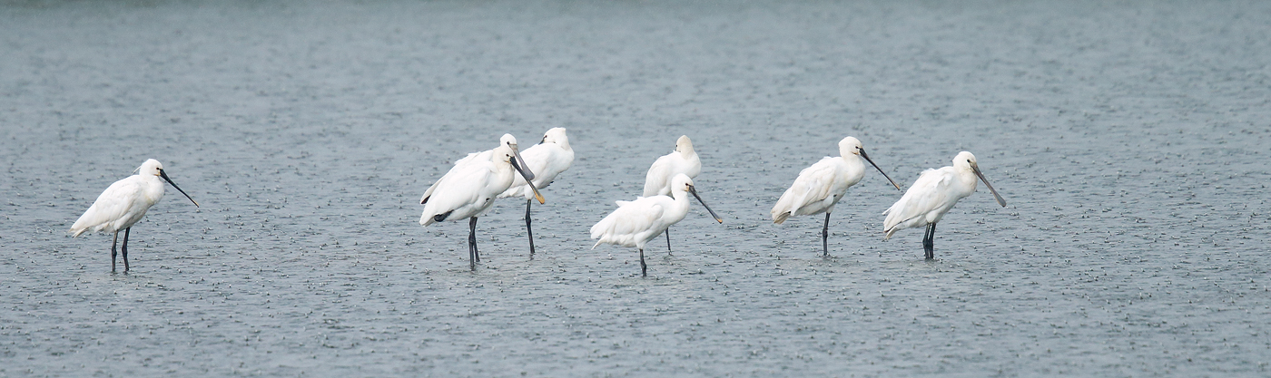 Spoonbills _J4X5363