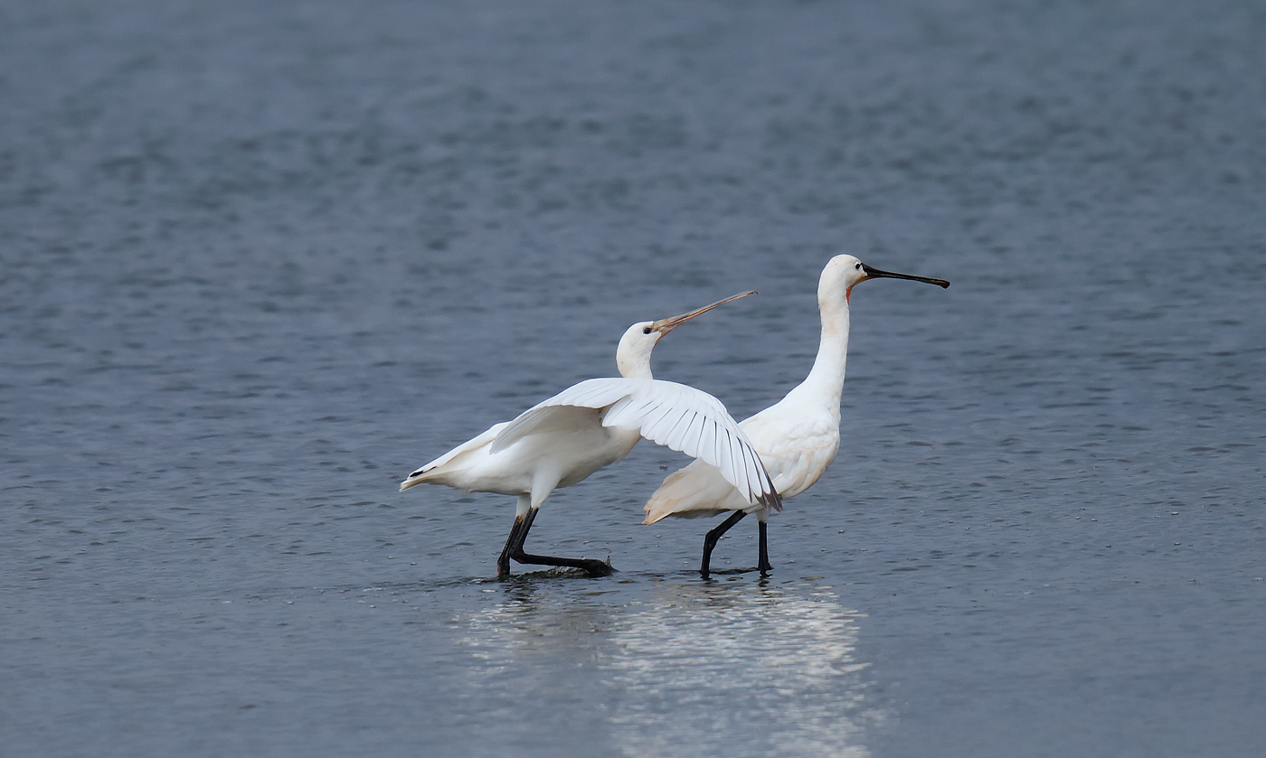 Spoonbills_J4X5407