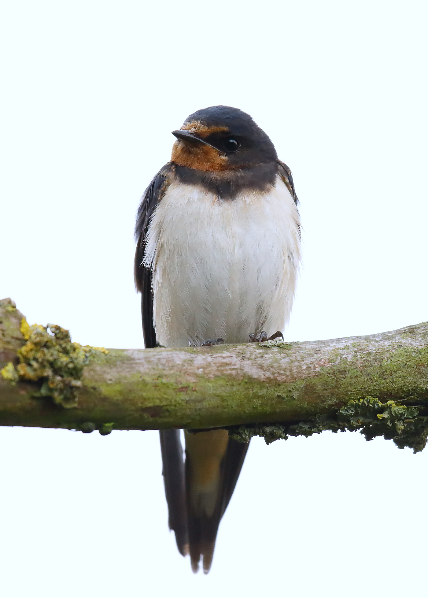 Swallow _J4X5361