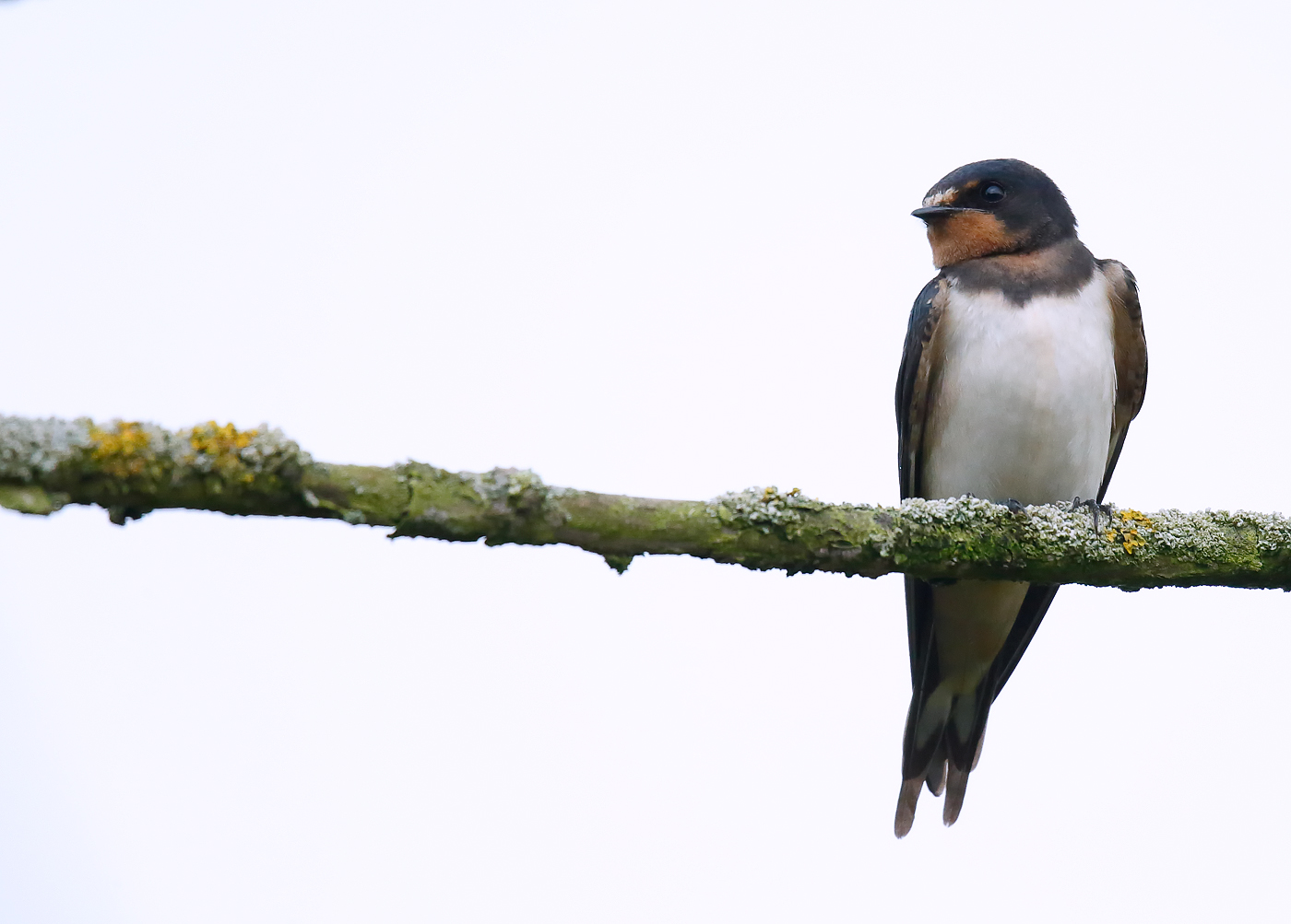 Swallow juvenile_J4X5340