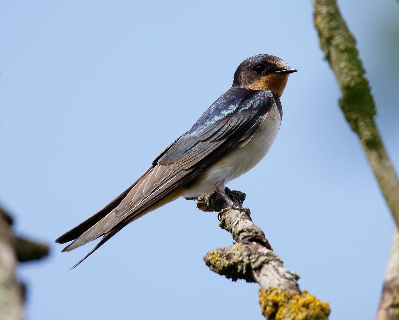 Swallow_J4X5430
