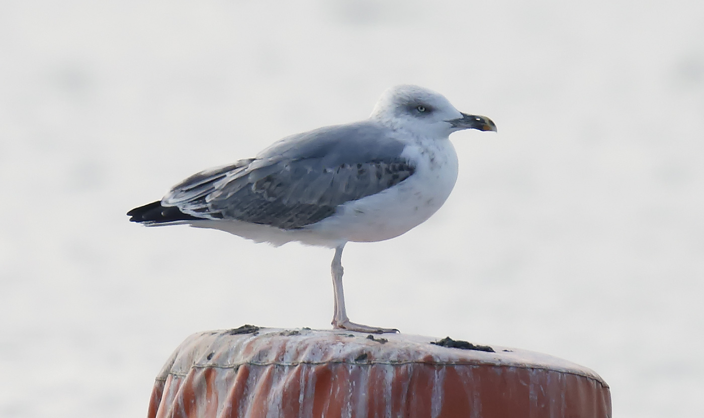 Yellow-legged Gull_J4X5148
