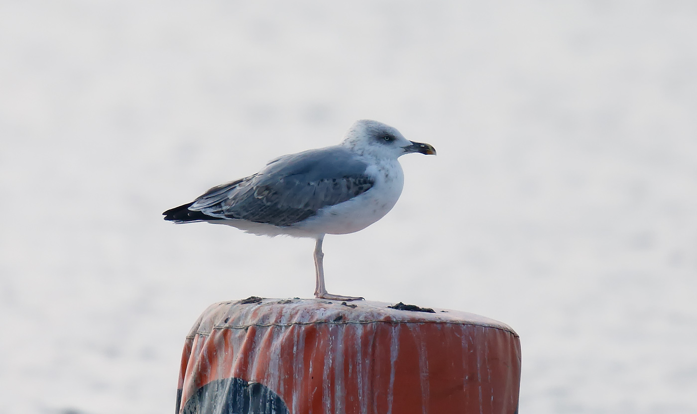 Yellow-legged Gull_J4X5151