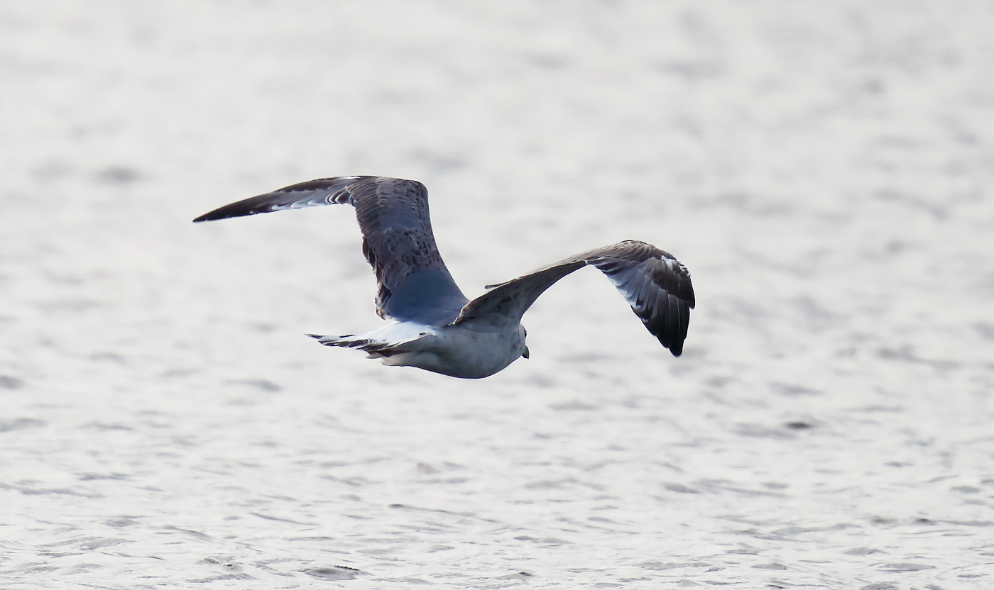 Yellow-legged Gull_J4X5154