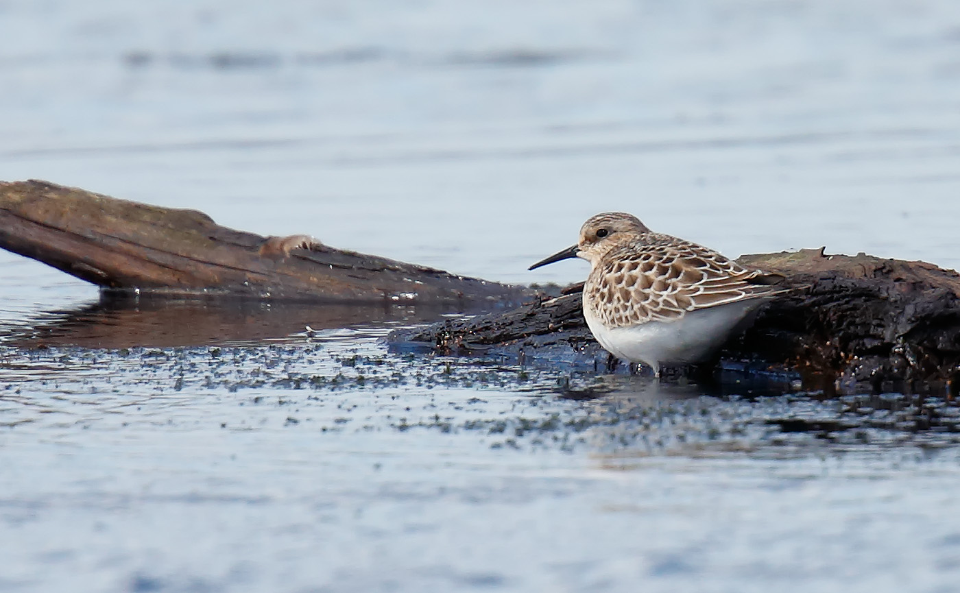 bairds-sandpiper-1_j4x5991