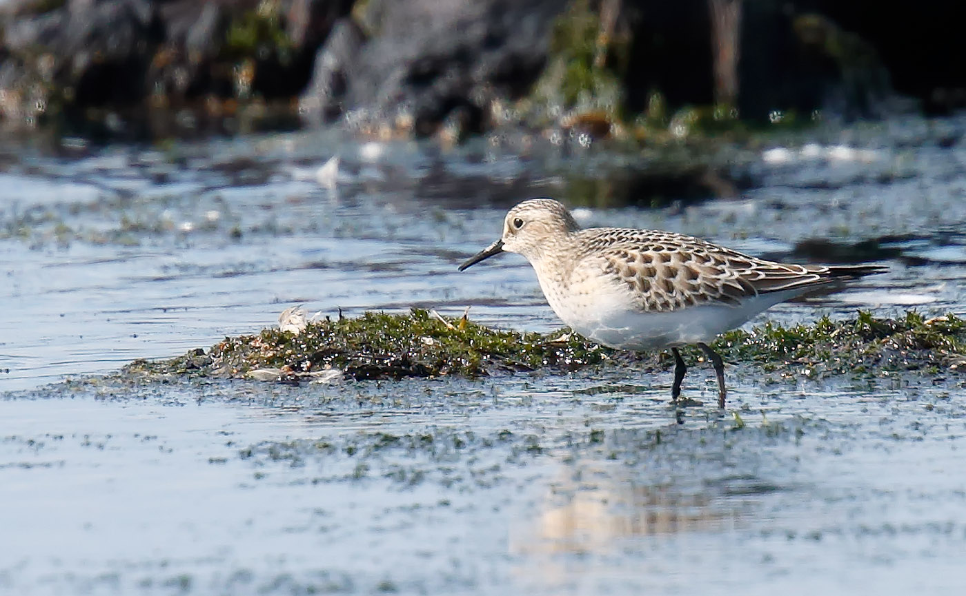 bairds-sandpiper_j4x5937
