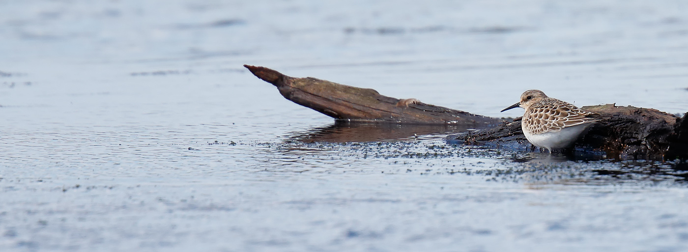 bairds-sandpiper_j4x5991