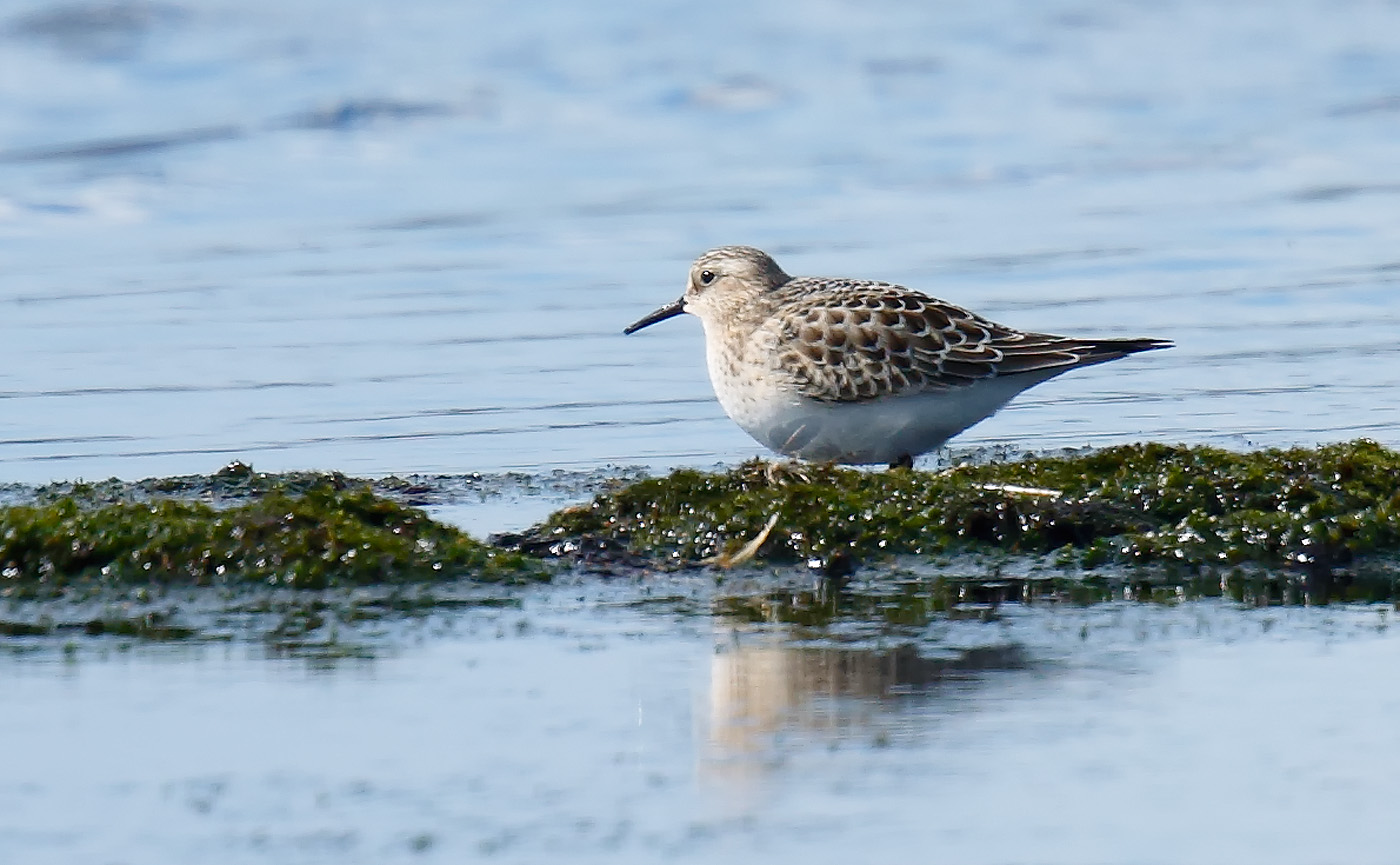 bairds-sandpiper_j4x6011