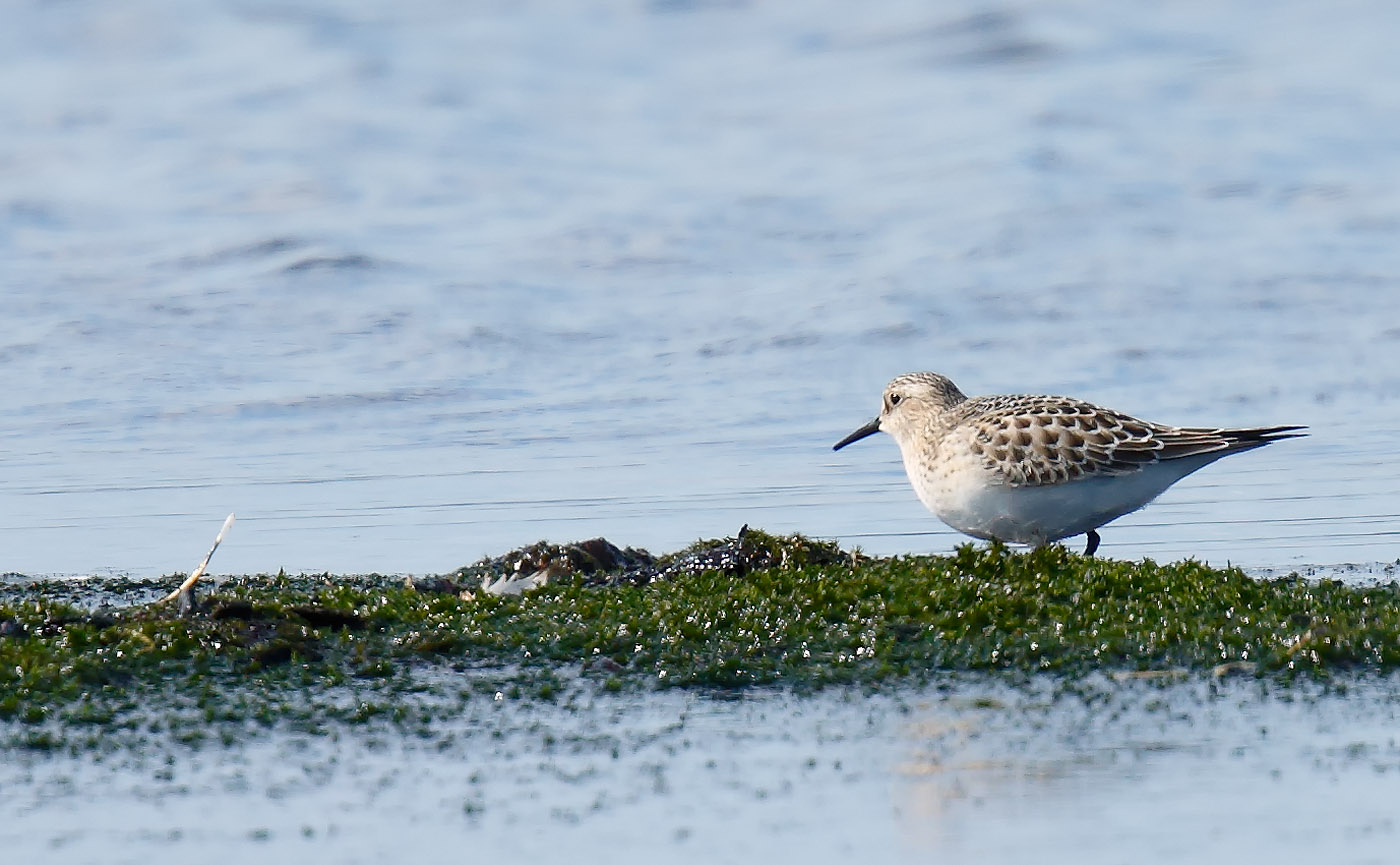 bairds-sandpiper_j4x6037