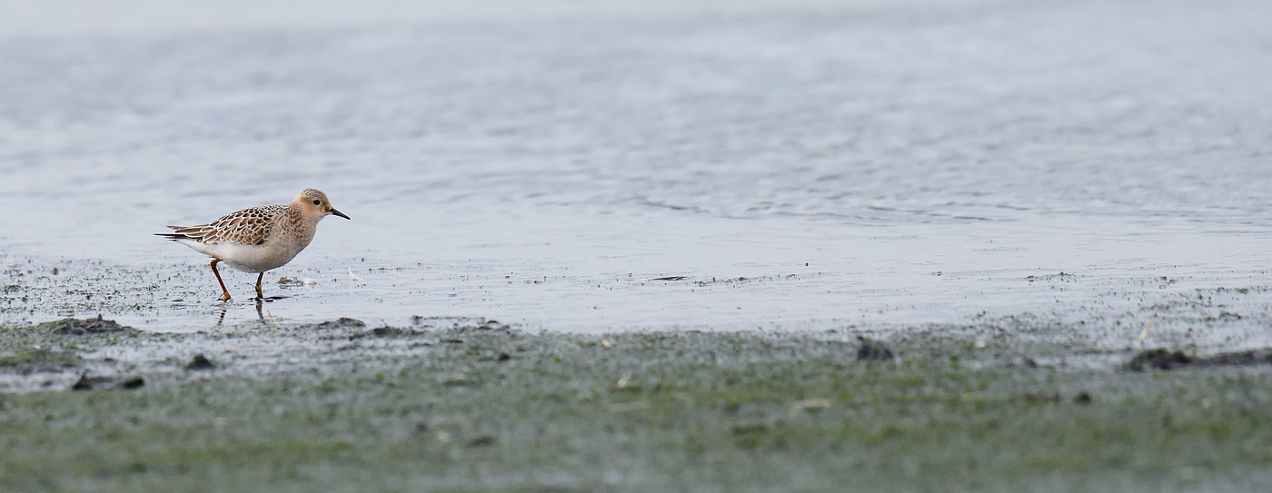 buff-breasted-sandpiper_j4x6387