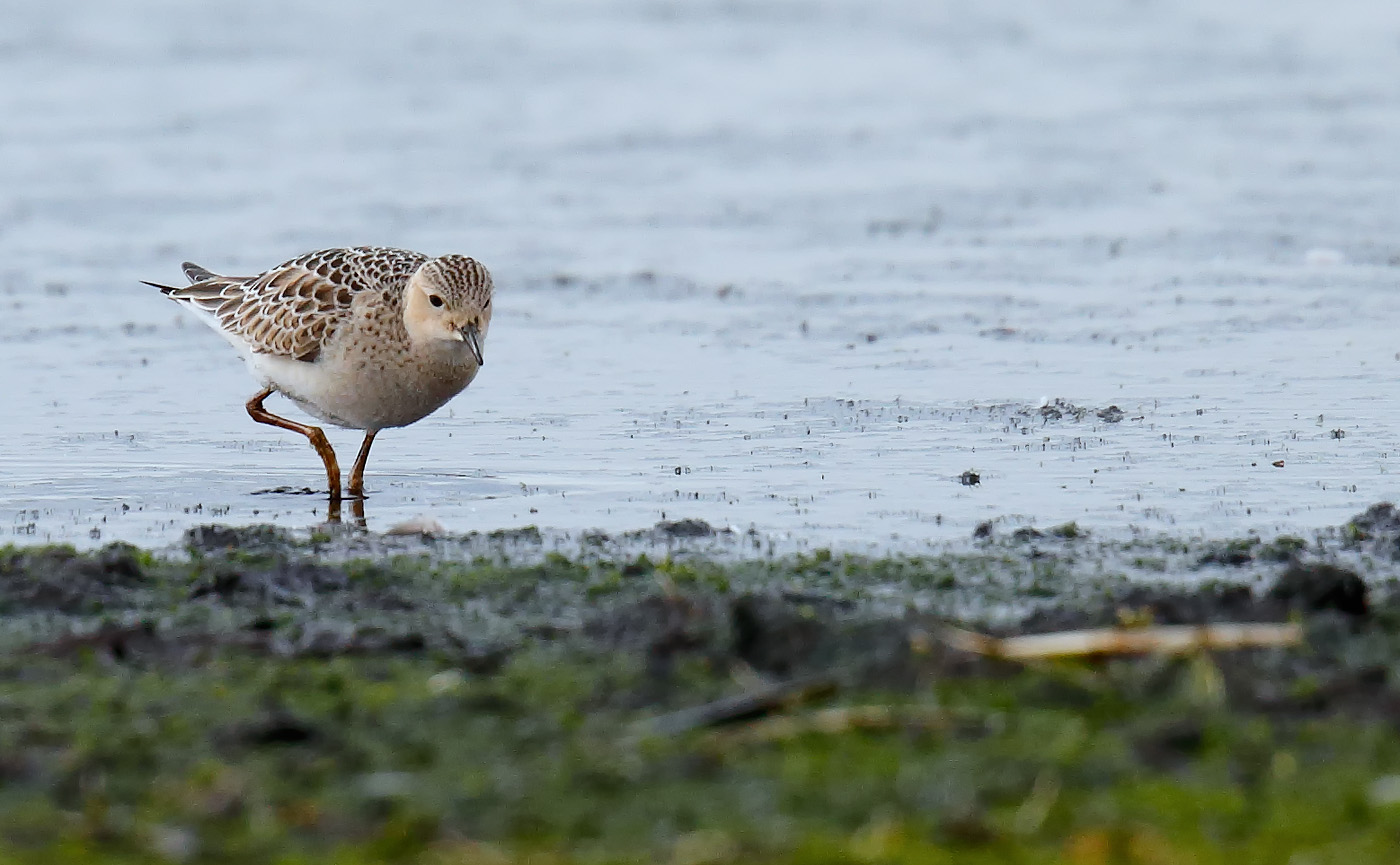 buff-breasted-sandpiper_j4x6418