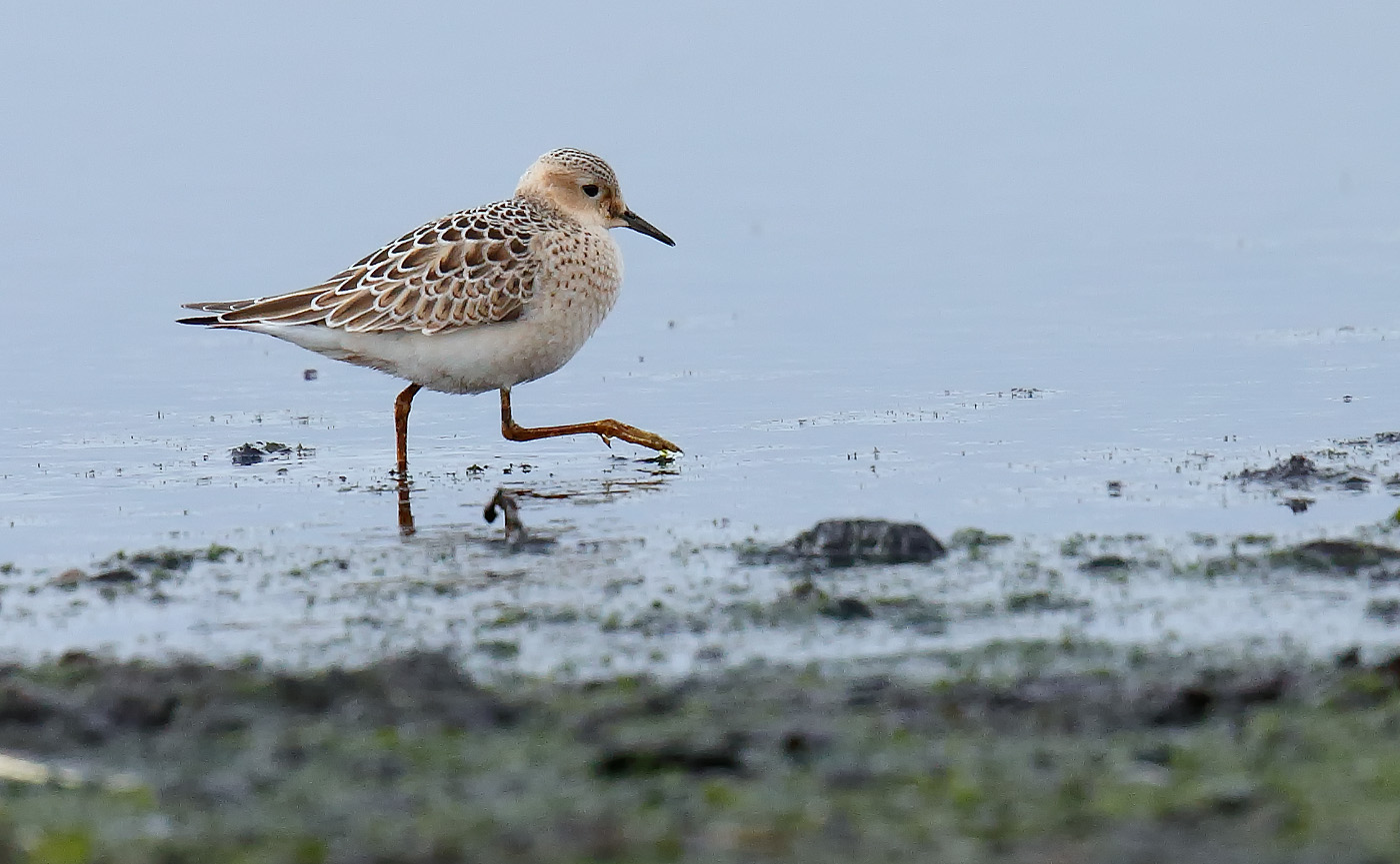 buff-breasted-sandpiper_j4x6428