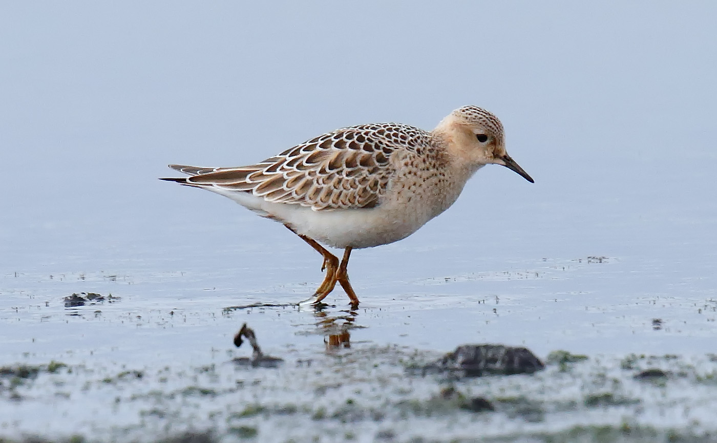 buff-breasted-sandpiper_j4x6430