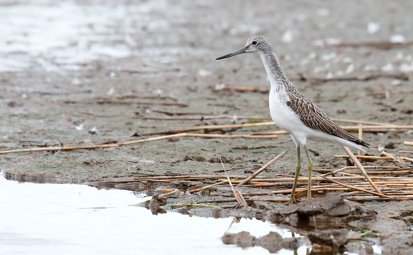 greenshank_j4x6544