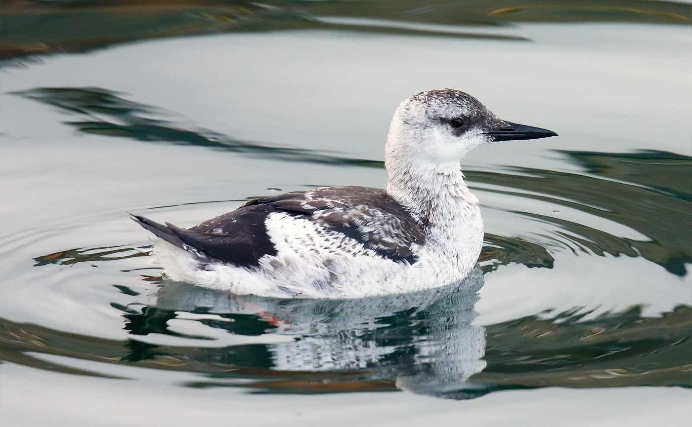 black-guillemot_j4x7310