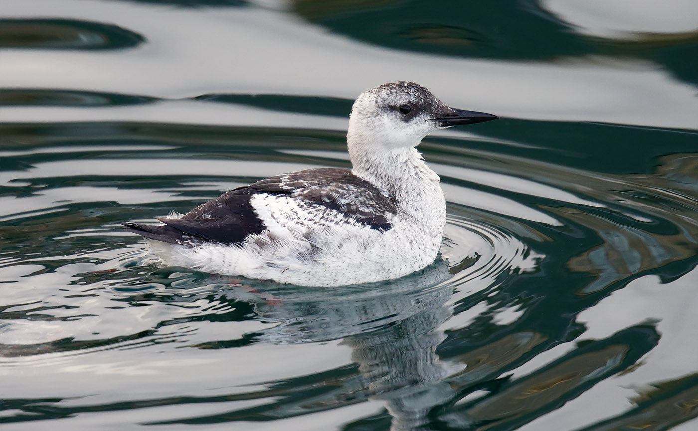black-guillemot_j4x7315