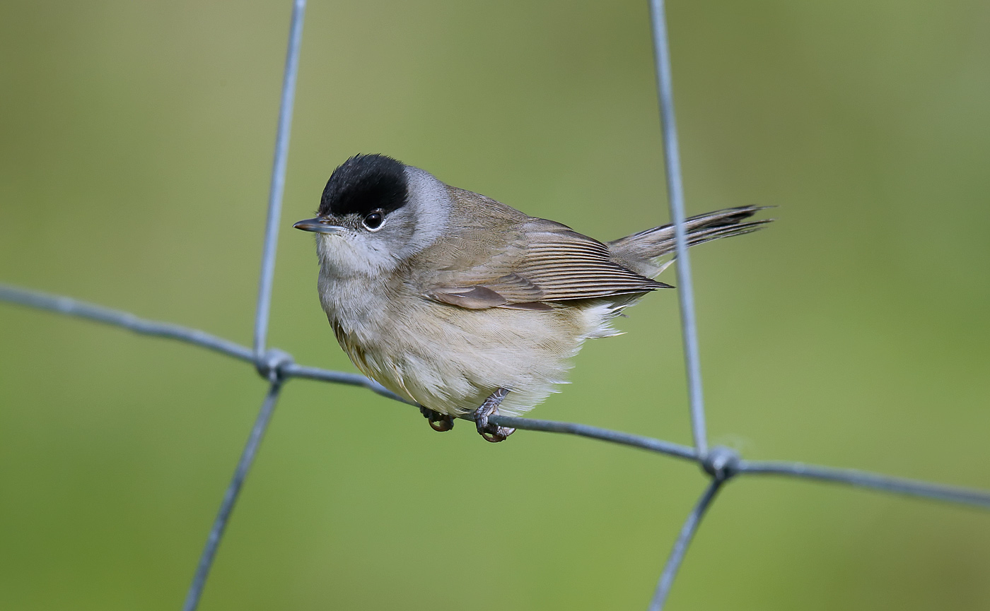 blackcap_j4x7156