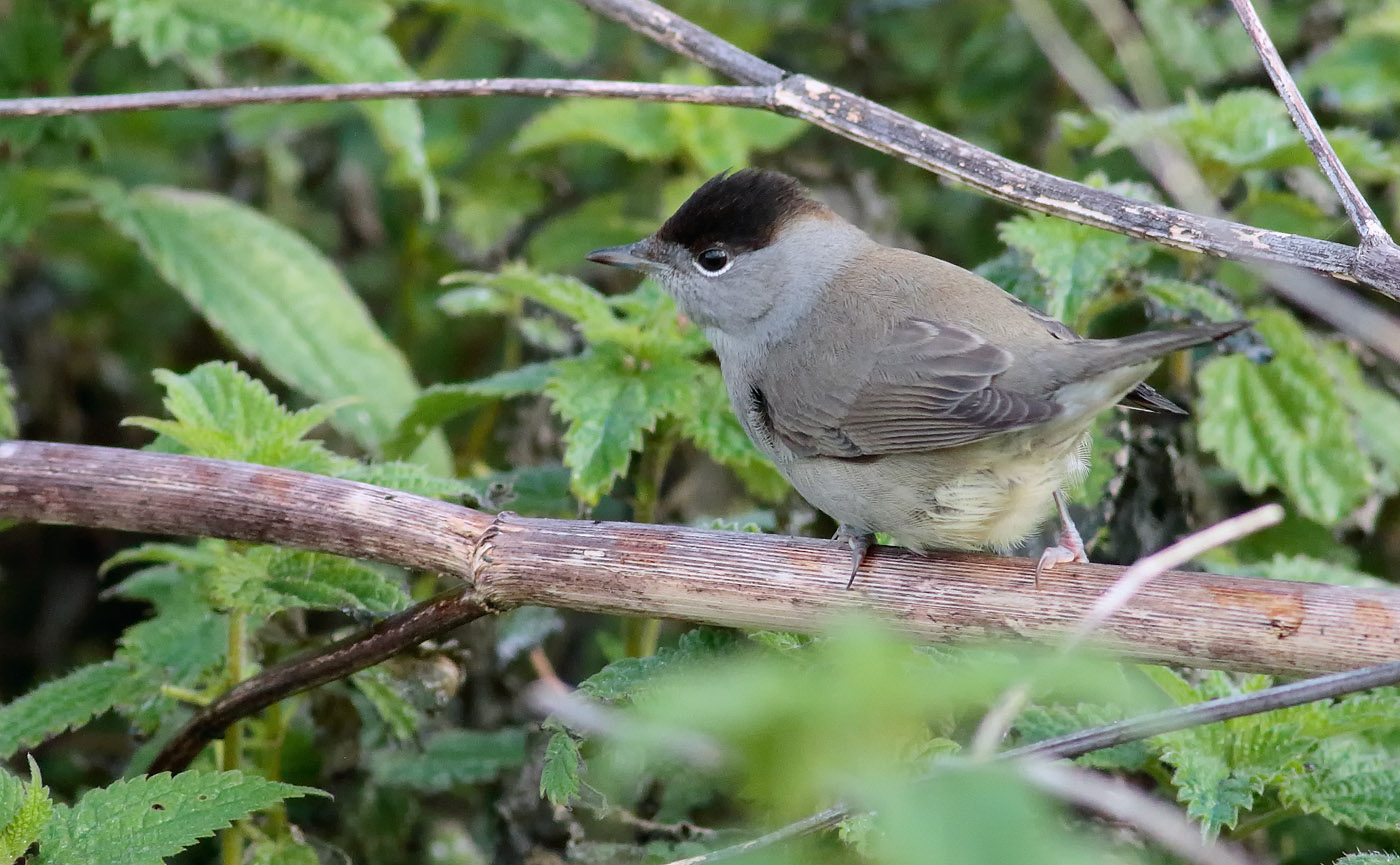blackcap_s1q7023