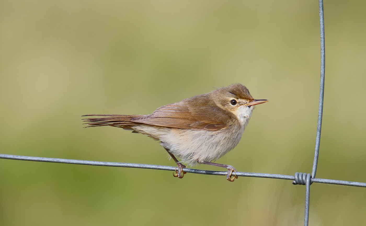 blyths-reed-warbler_j4x7160