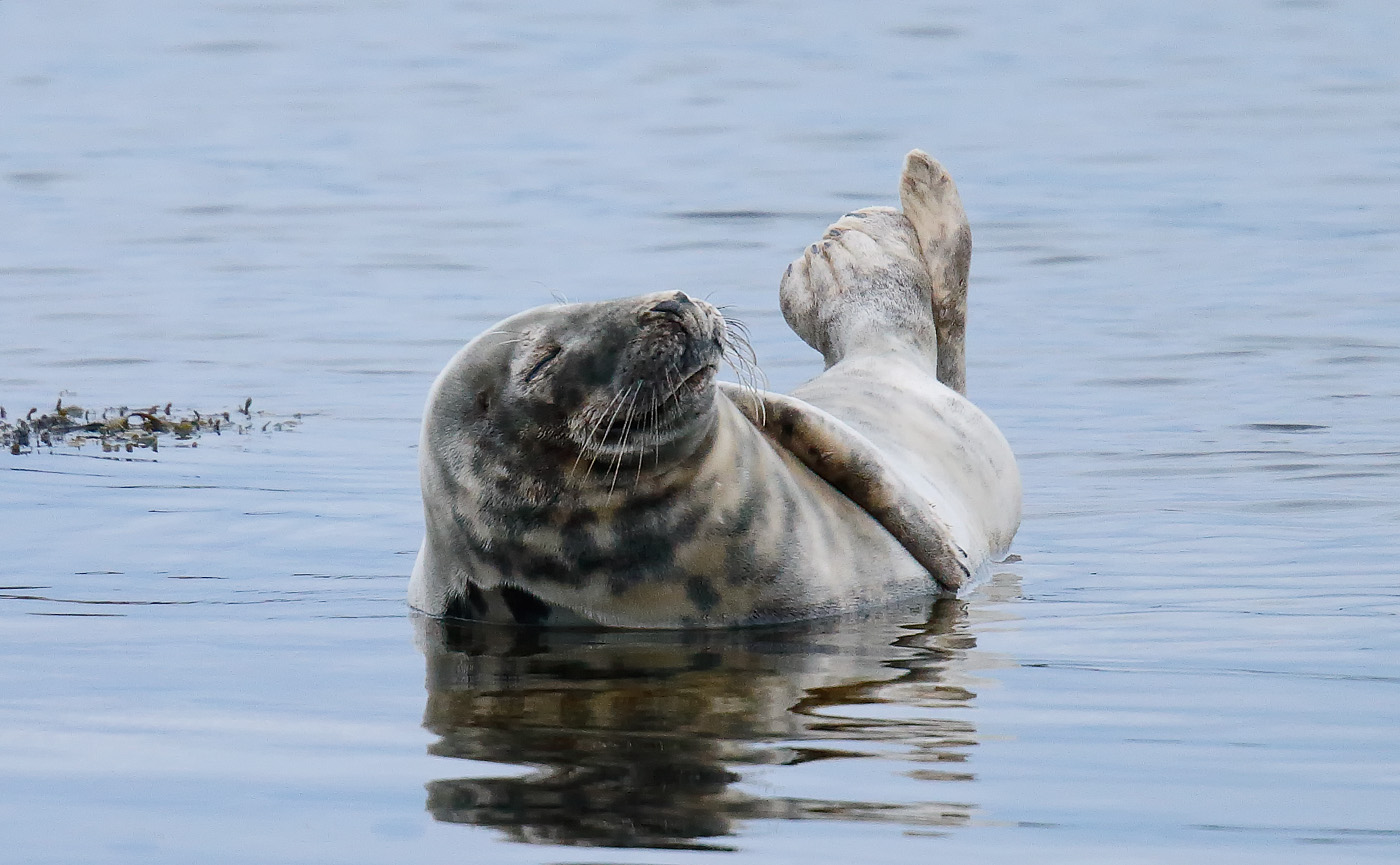 common-seal-_j4x7016