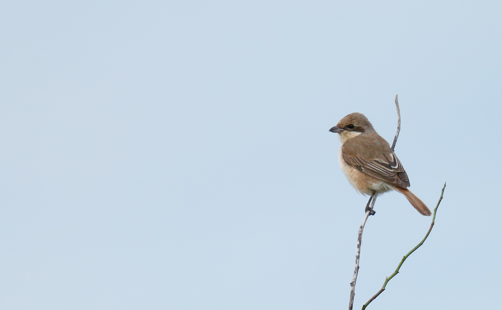 daurian-shrike_j4x8900