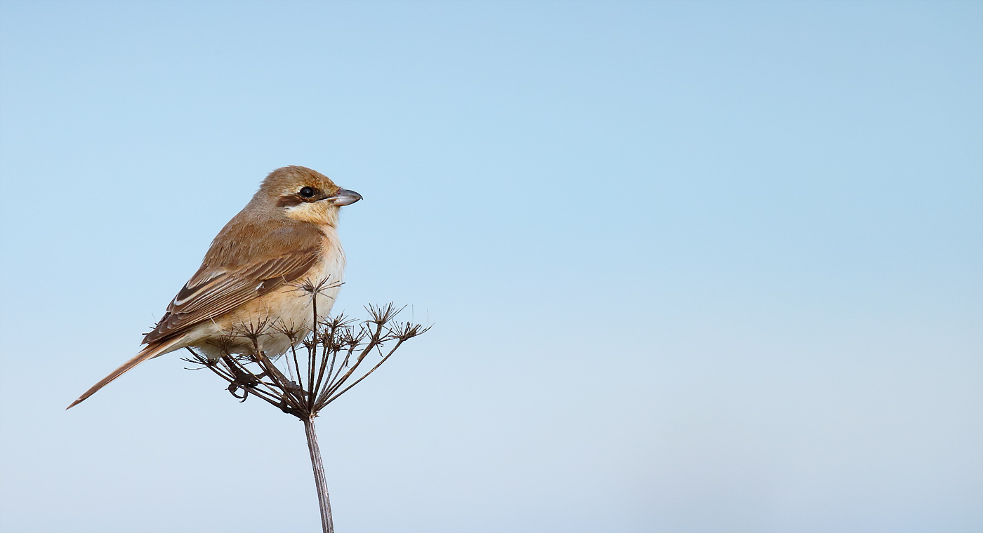 daurian-shrike_j4x8981