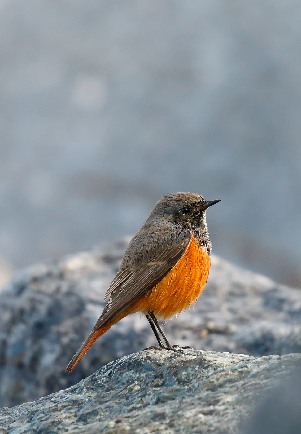 eastern-blk-red_j4x8688