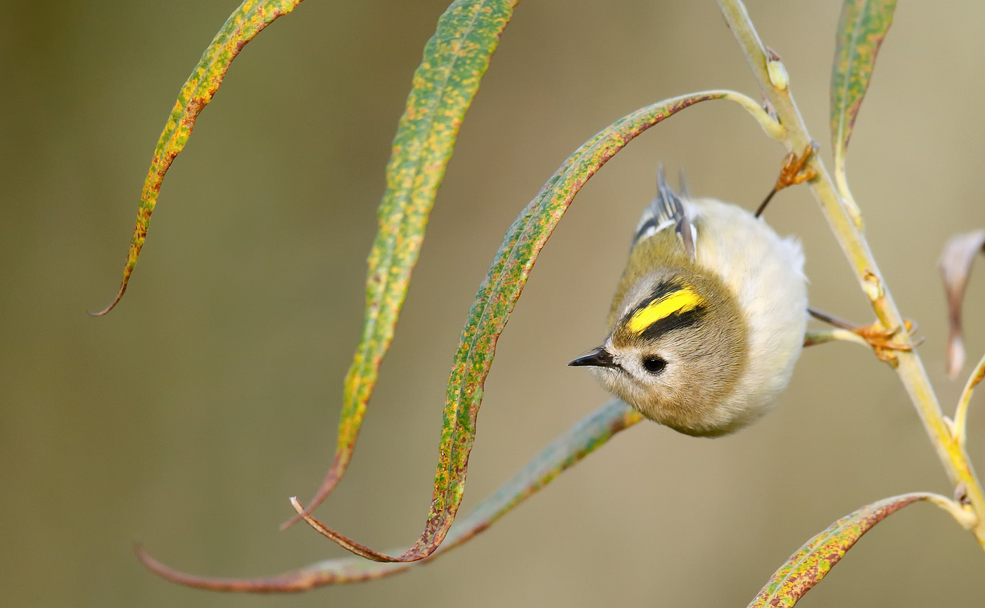 goldcrest_j4x8421