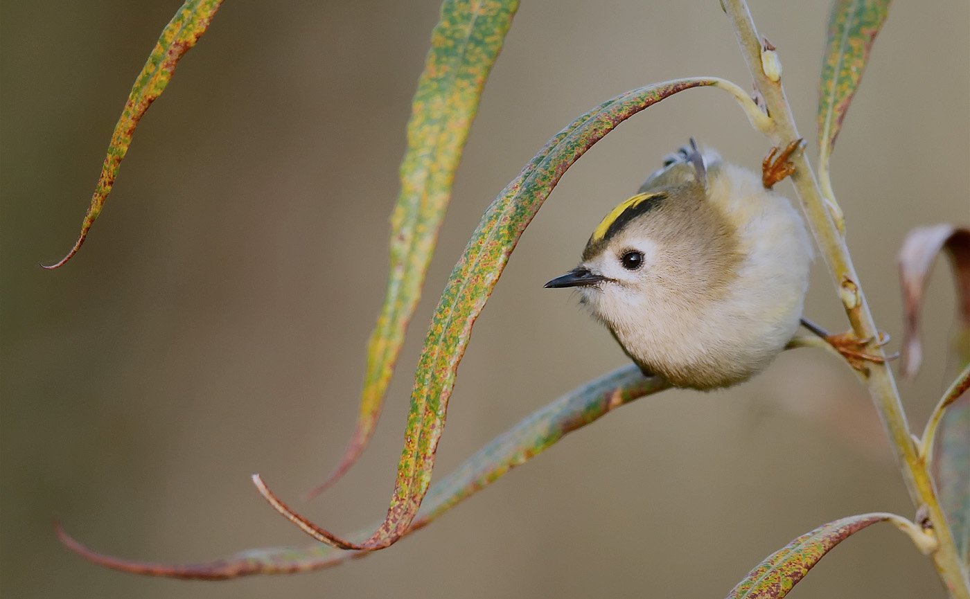 goldcrest_j4x8423