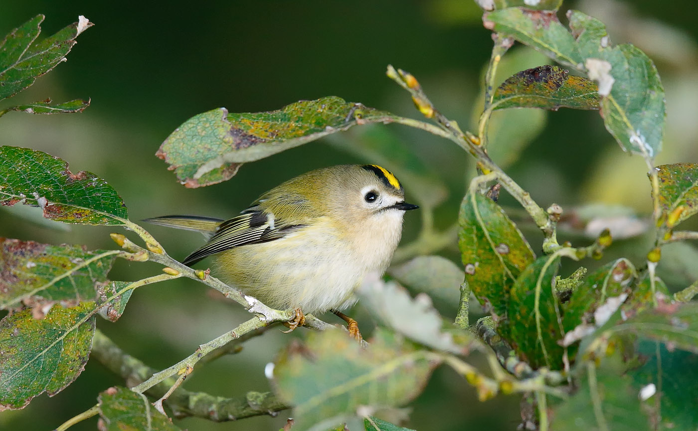 goldcrest_j4x8470