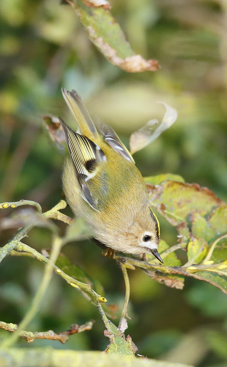 goldcrest_j4x8486