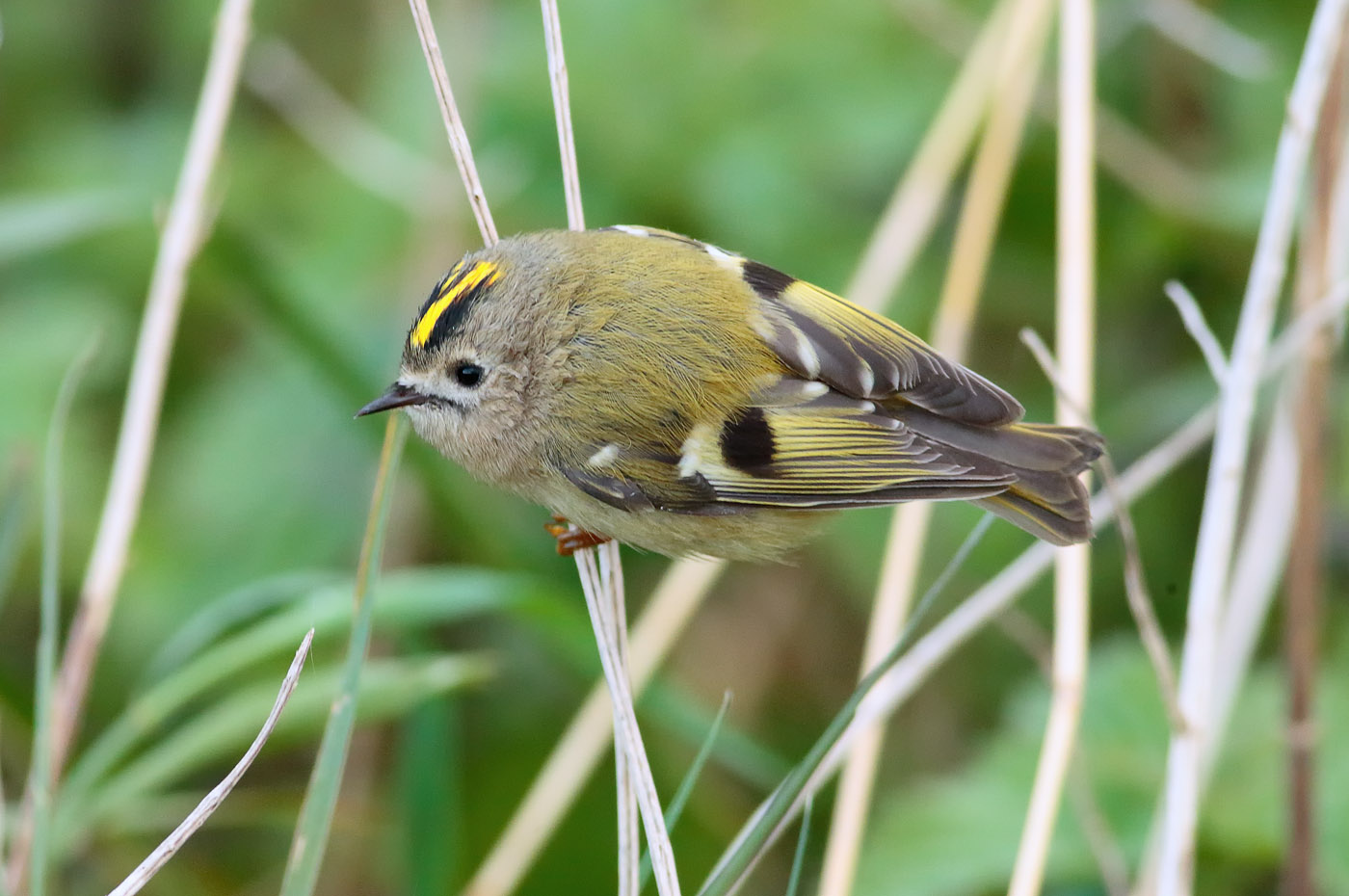 goldcrest_s1q6978
