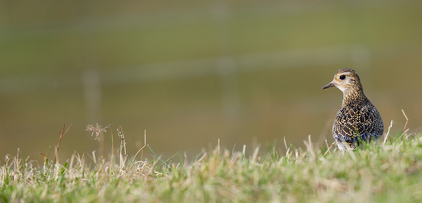 golden-plover_j4x7077
