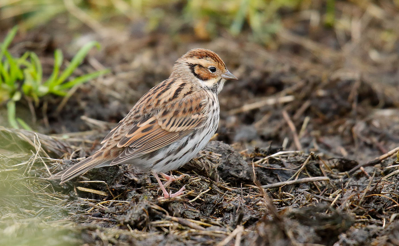 little-bunting_j4x6976