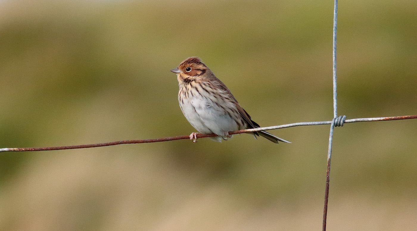 little-bunting_s1q6481
