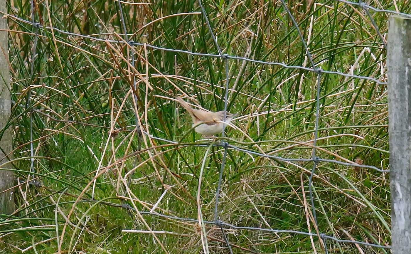 paddyfield-warbler_j4x6864