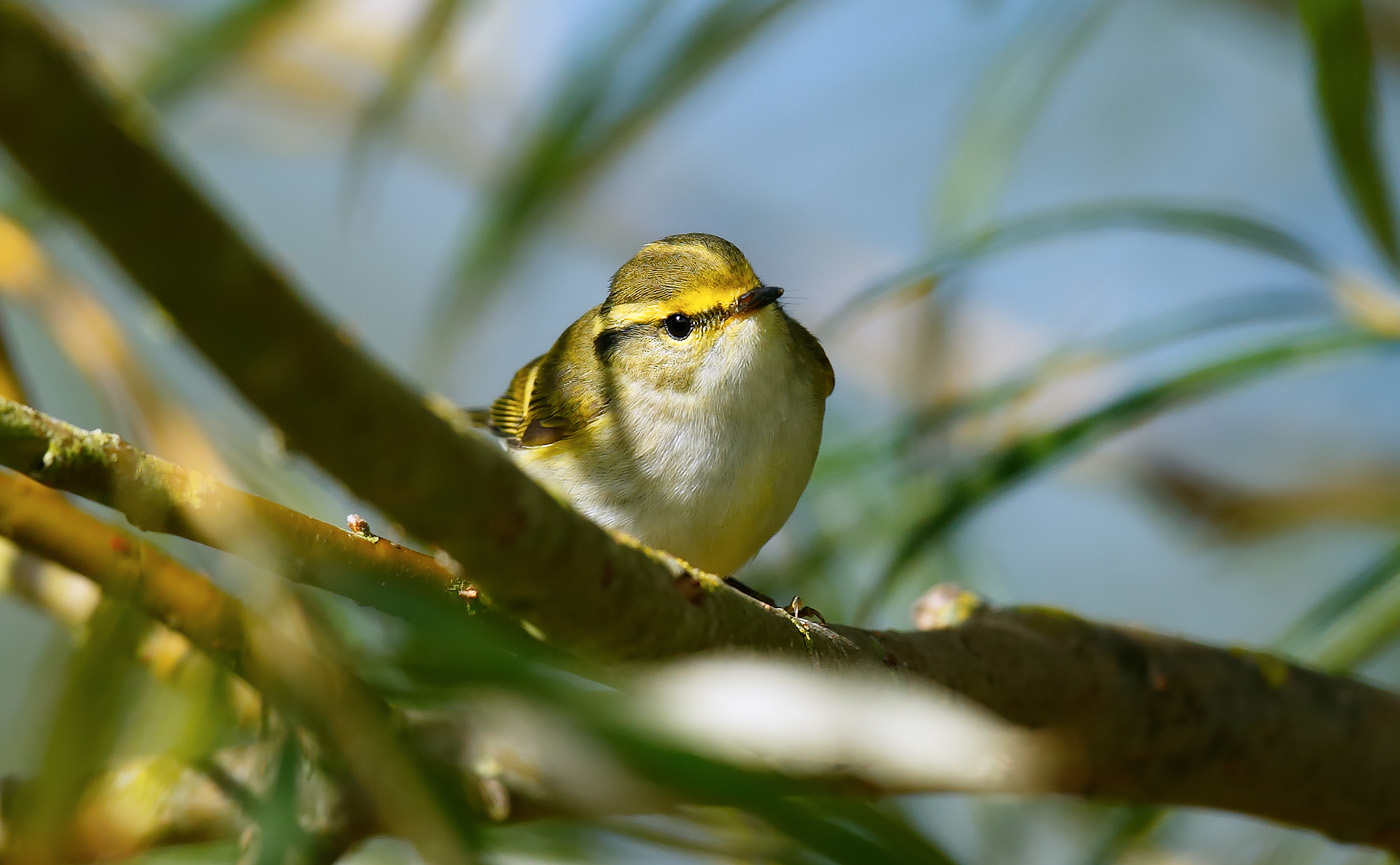 pallass-warbler_j4x7340