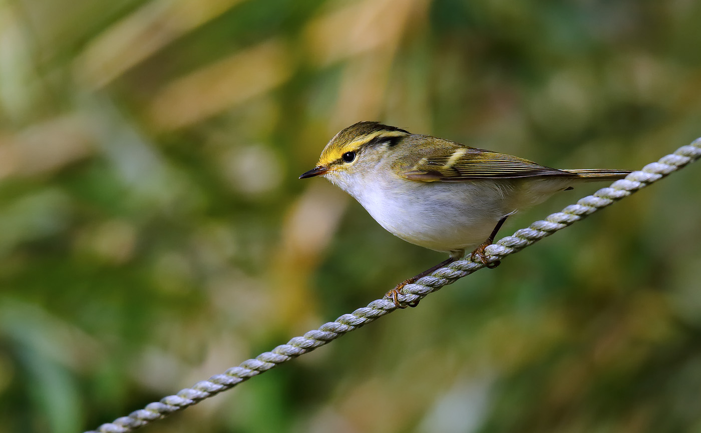 pallass-warbler_j4x7352