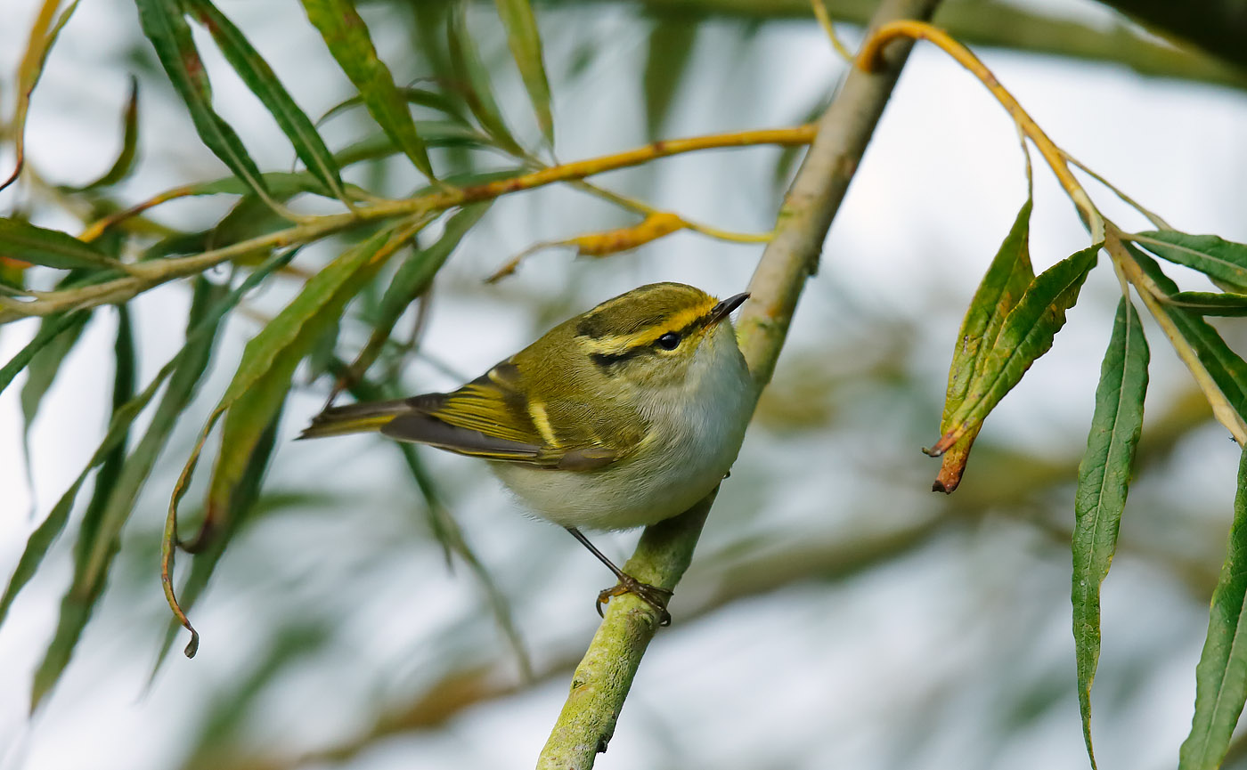 pallass-warbler_j4x7426