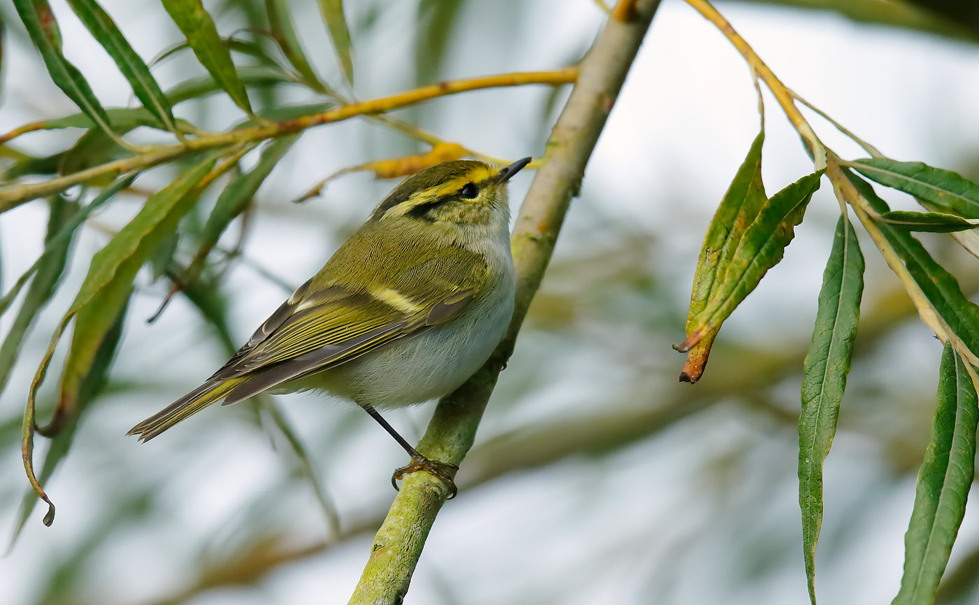 pallass-warbler_j4x7432