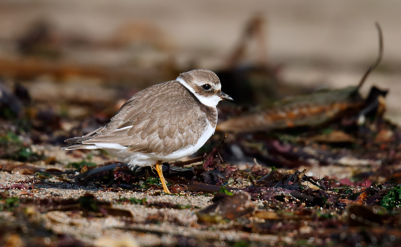 ringed-plover_j4x6851