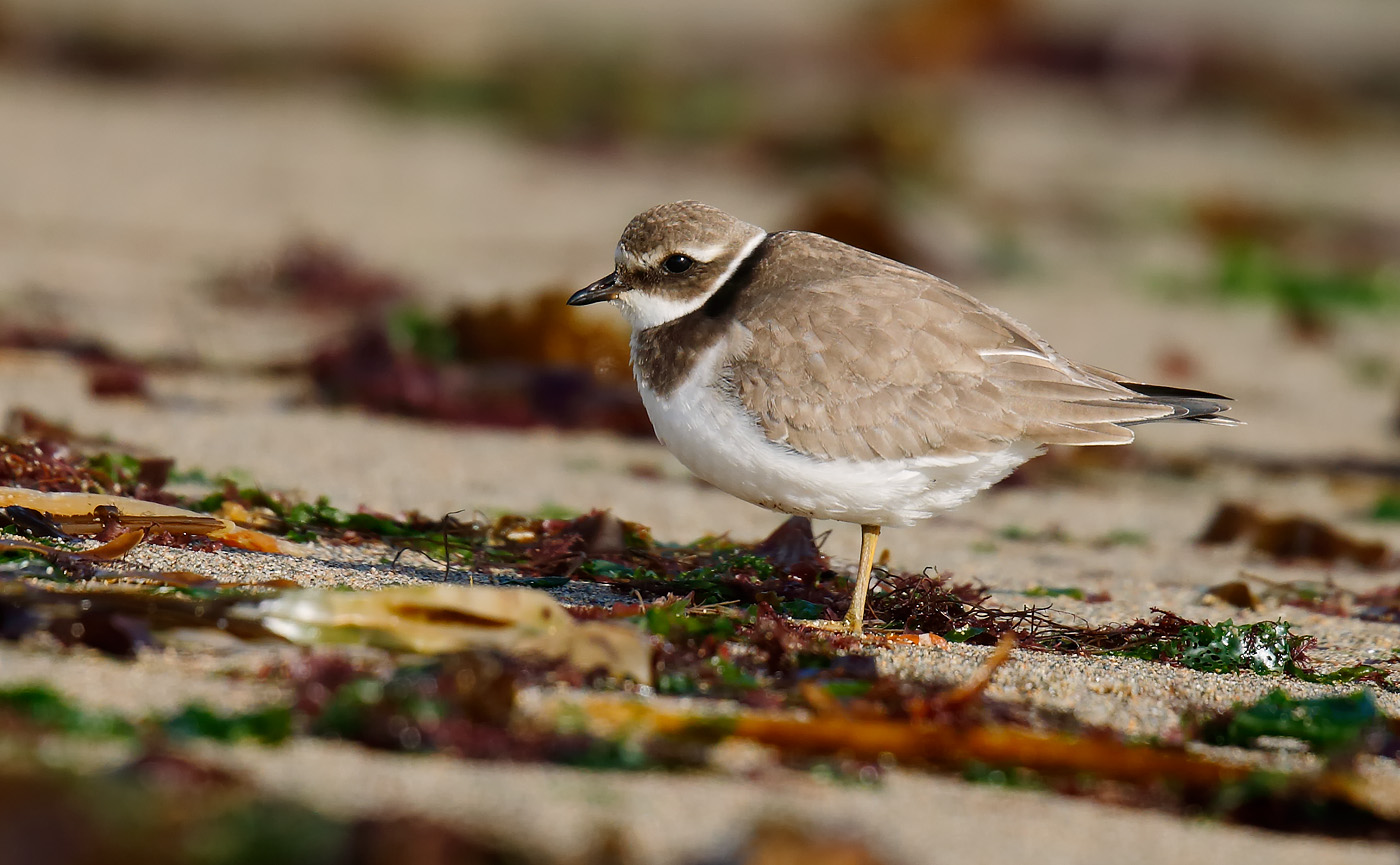 ringed-plover_j4x6862