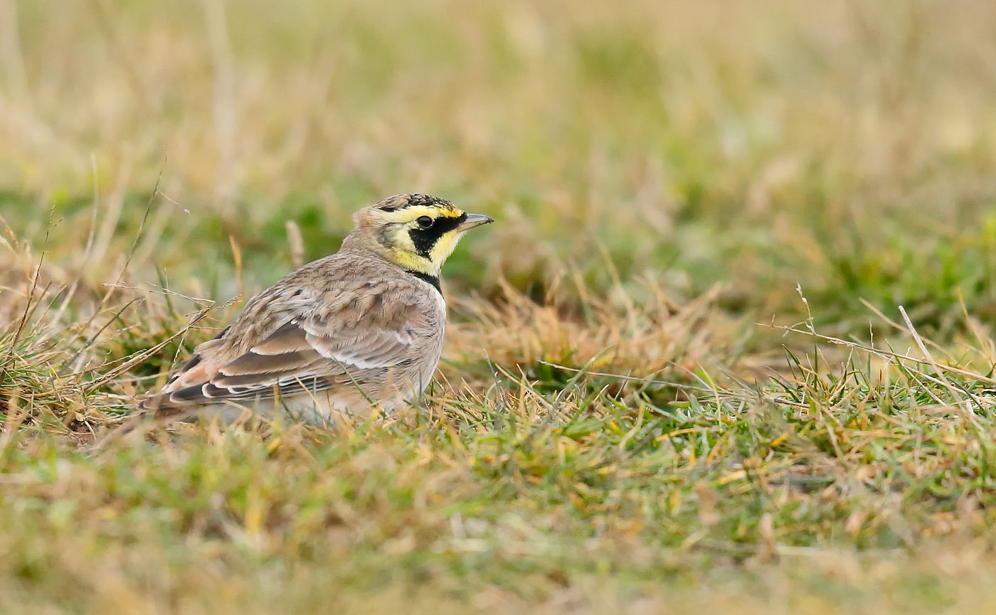 shore-lark_j4x8382