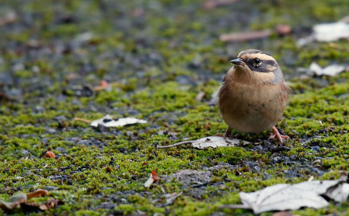 sibe-accentor_j4x7480