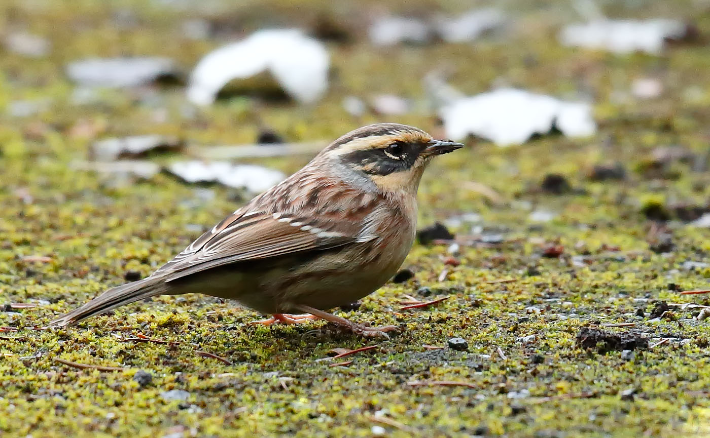 sibe-accentor_j4x7900
