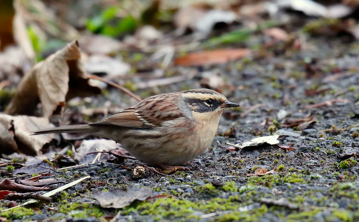 sibe-accentor_j4x8181