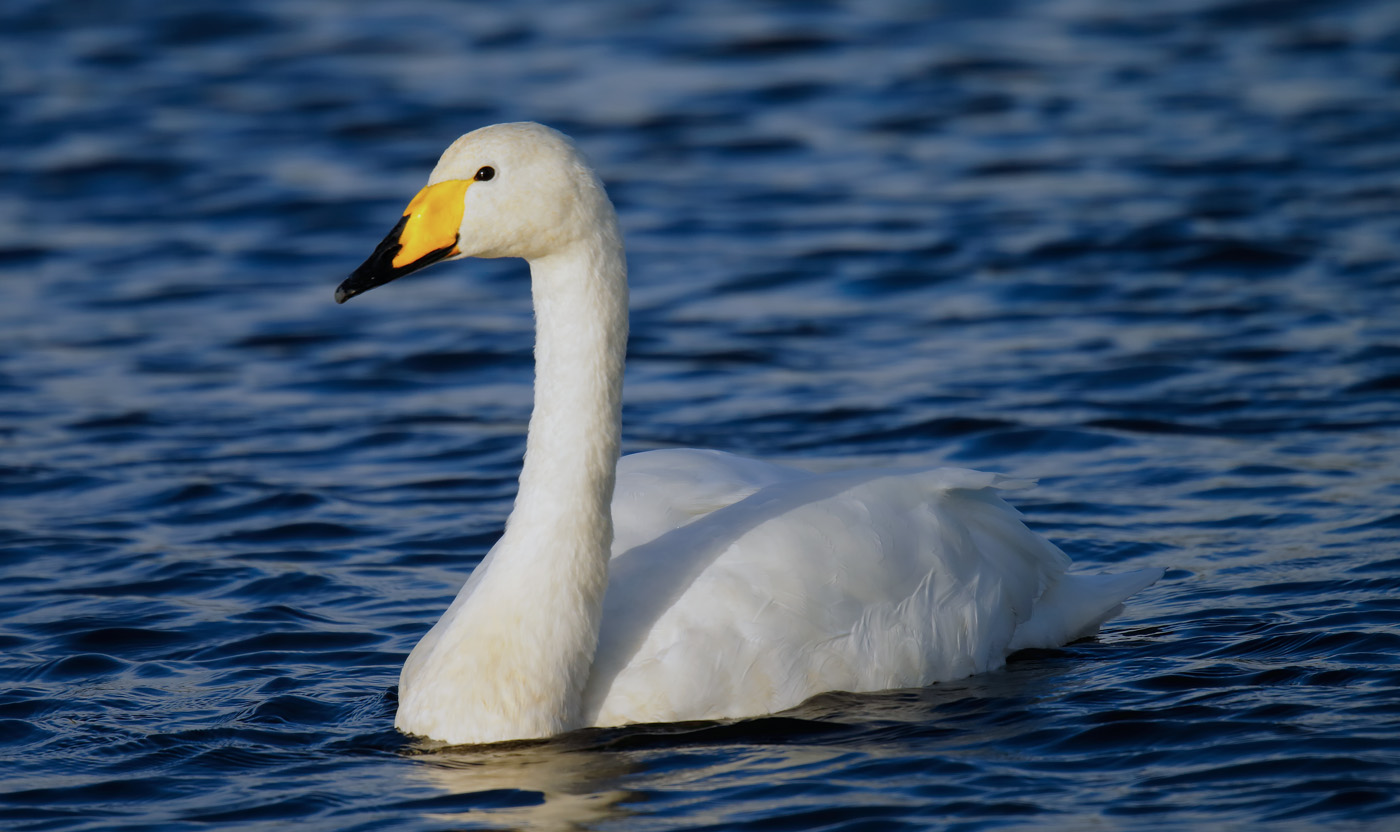 whooper-swan_j4x6757