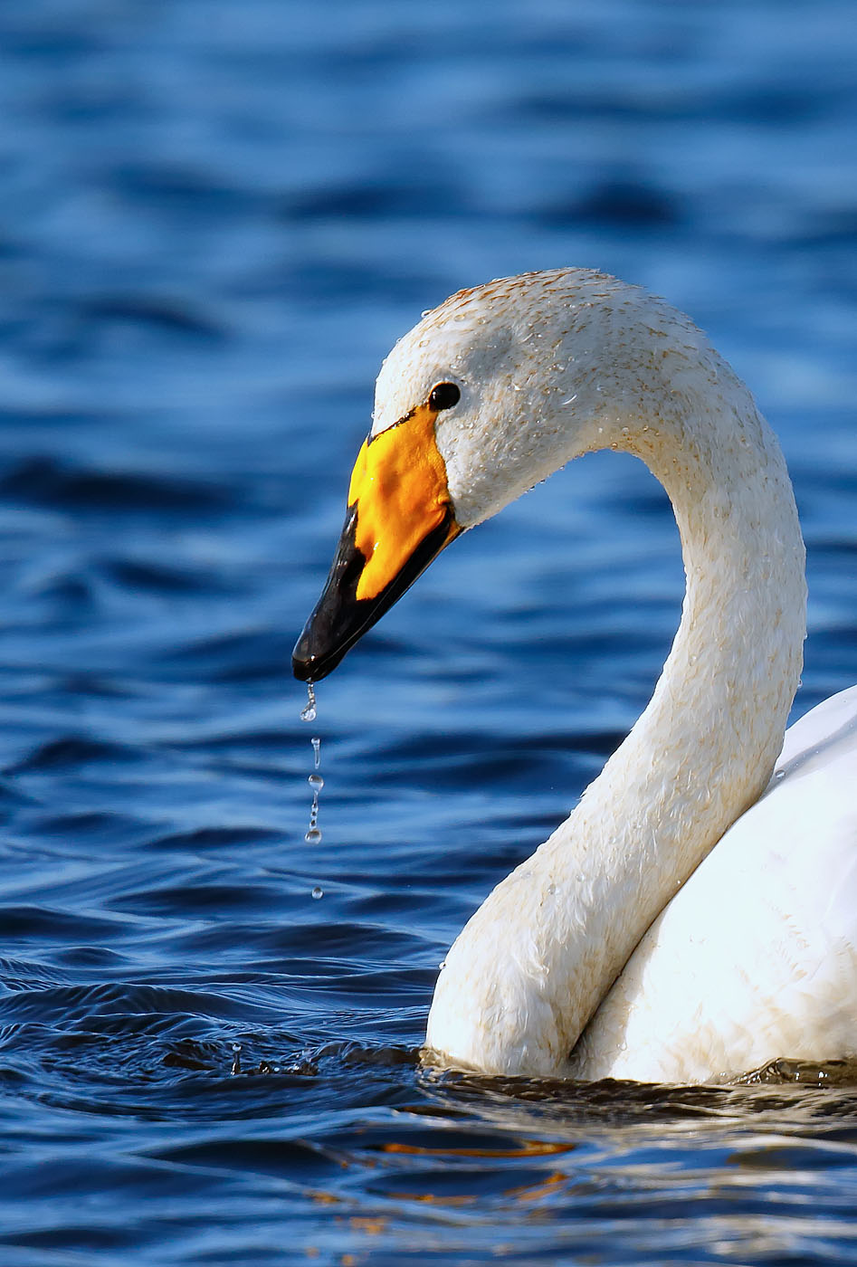 whooper-swan_j4x6773