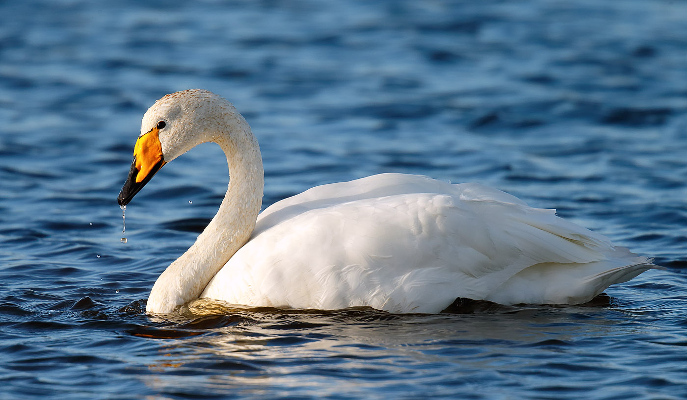 whooper-swan_j4x6775