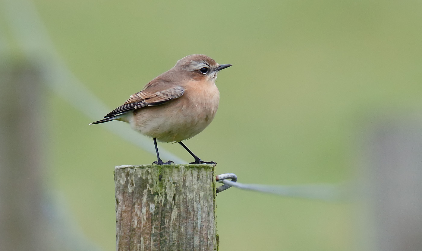 wheatear_j4x6556